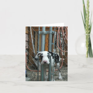 Carte "Oh espèces !" Grand Chiot Dane