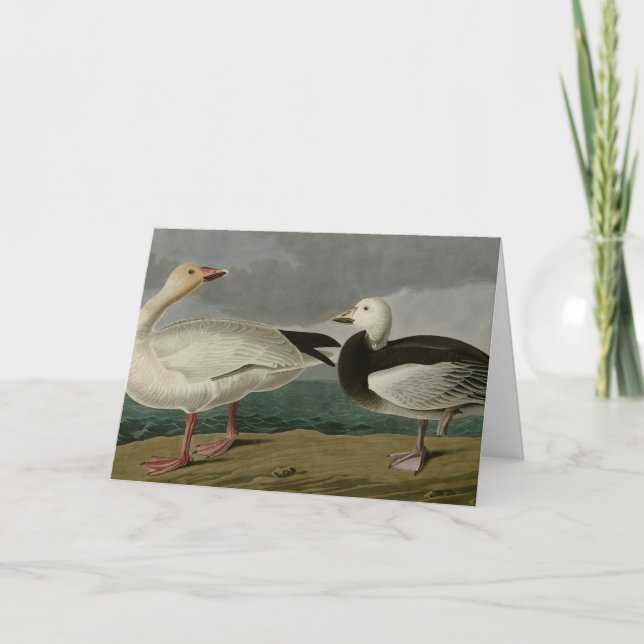 Carte Oie des neiges des oiseaux d'Amérique d'Audubon (Devant)