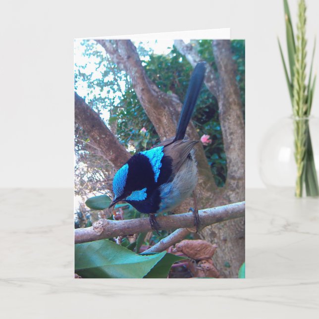 Carte Oiseau australien, Superbe Fairy Wren. (Devant)