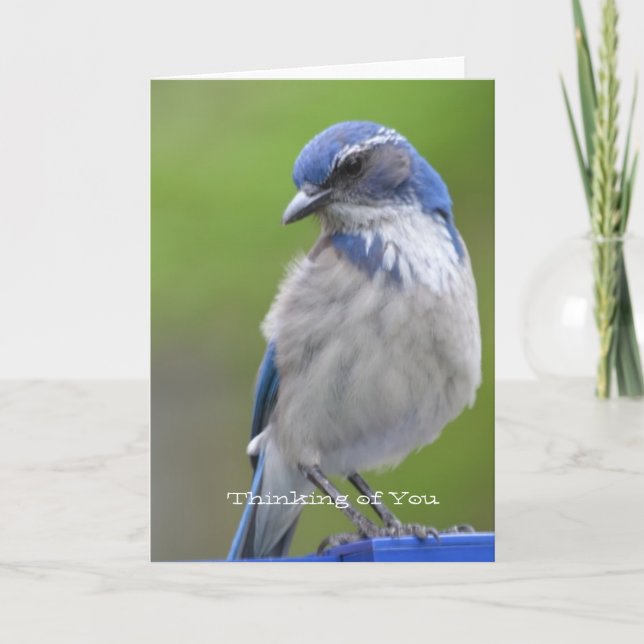 Carte Oiseau bleu (Devant)