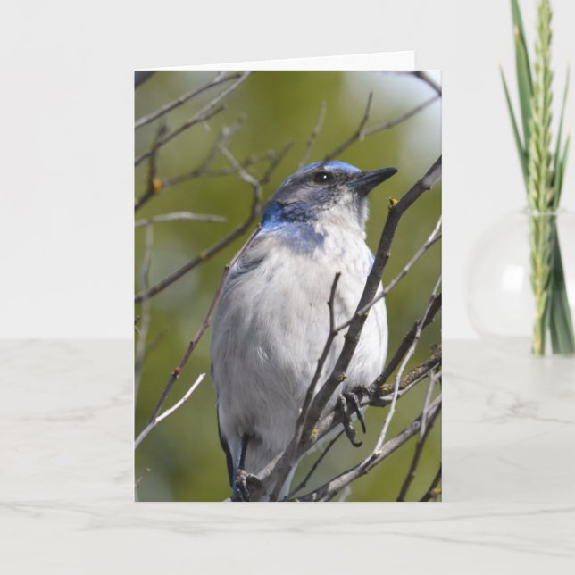 Carte Oiseau bleu dans un arbre (Devant)