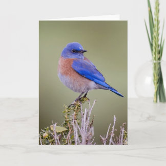 Carte Oiseau bleu occidental