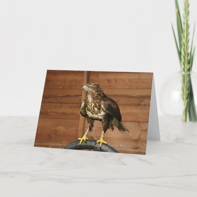 Carte Oiseau de Buzzard de proie commun (Devant)
