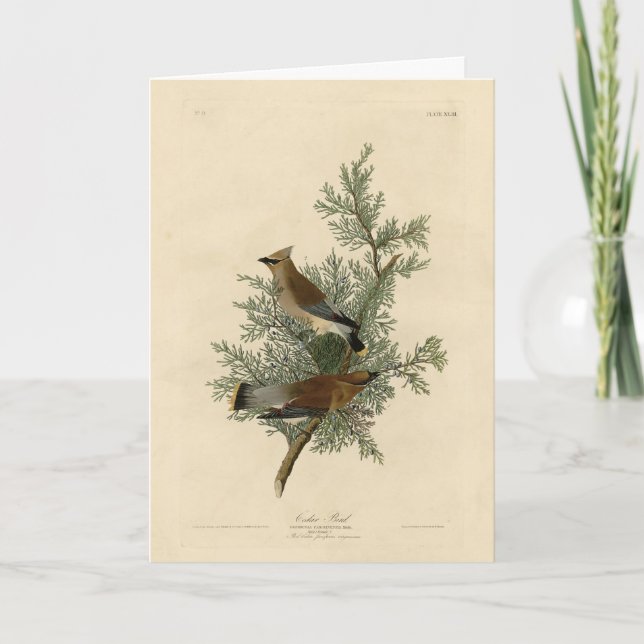 Carte Oiseau de cèdre, Cèdre, cire Audubon Oiseaux d'Amé (Devant)