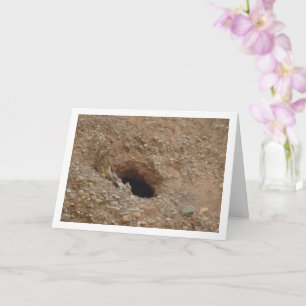 Carte Oiseau de faucille, Falco Tinnunculus