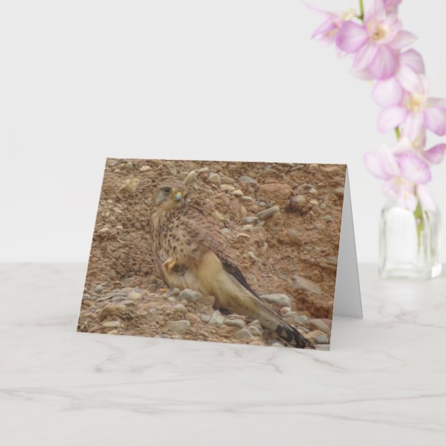 Carte Oiseau de faucille, Falco Tinnunculus (Orchidée)