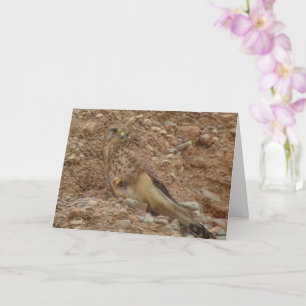 Carte Oiseau de faucille, Falco Tinnunculus