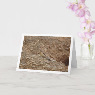 Carte Oiseau de faucille, Falco Tinnunculus