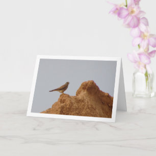 Carte Oiseau de faucille, Falco Tinnunculus