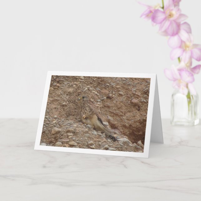 Carte Oiseau de faucille, Falco Tinnunculus (Orchidée)