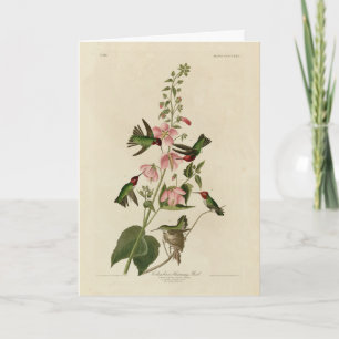 Carte Oiseau de Humming - Oiseaux d'Audubon