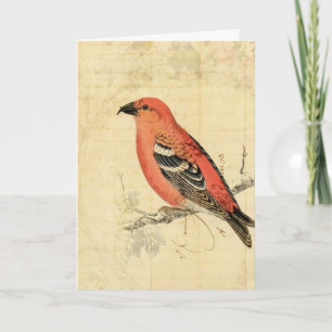 Carte Oiseau rose vintage