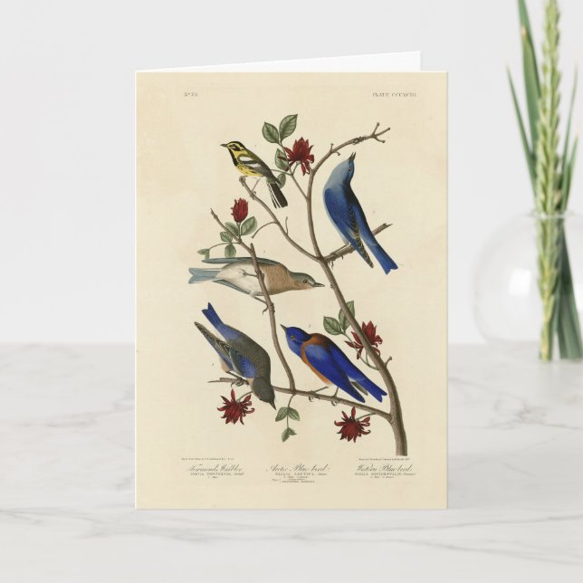 Carte Oiseaux bleus et Paruline, Oiseaux d'Amérique d'Au (Devant)