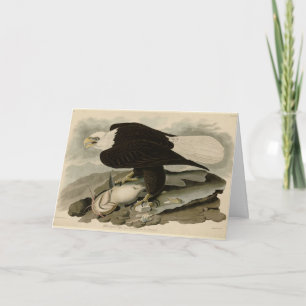 Carte Oiseaux d'Amérique à tête blanche (aigle à tête bl