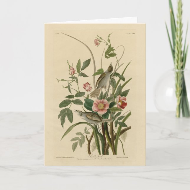 Carte Oiseaux d'Amérique d'Audubon (Devant)