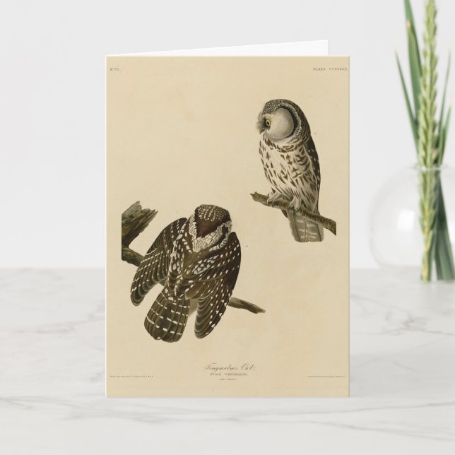 Carte Oiseaux d'Amérique du Chouette boréale de Tengmalm (Devant)
