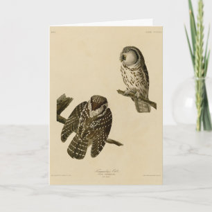 Carte Oiseaux d'Amérique du Chouette boréale de Tengmalm