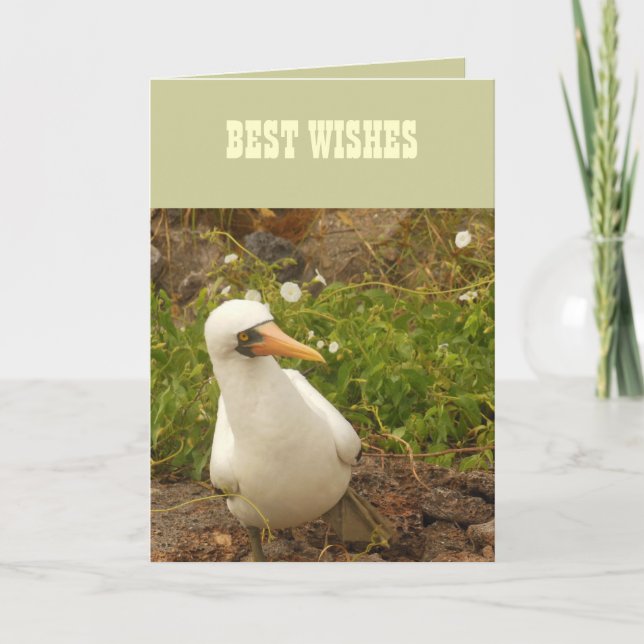 Carte Oiseaux des îles Galapagos>Cartes et Stickers (Devant)