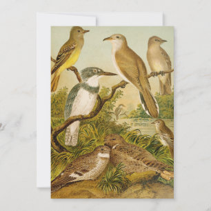 Carte Oiseaux nord-américains Anton Goering