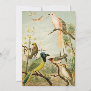 Carte Oiseaux nord-américains Anton Goering