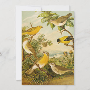 Carte Oiseaux nord-américains Anton Goering