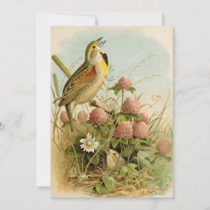 Carte Oiseaux nord-américains Robert Ridgway
