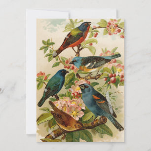 Carte Oiseaux nord-américains Tzel Gustav Mü