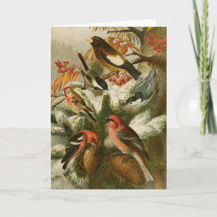 Carte Oiseaux nord-américains Tzel Gustav Mü