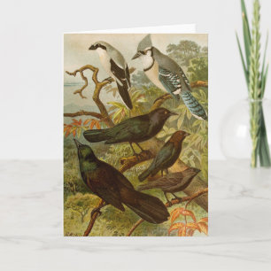 Carte Oiseaux nord-américains Tzel Gustav Mü