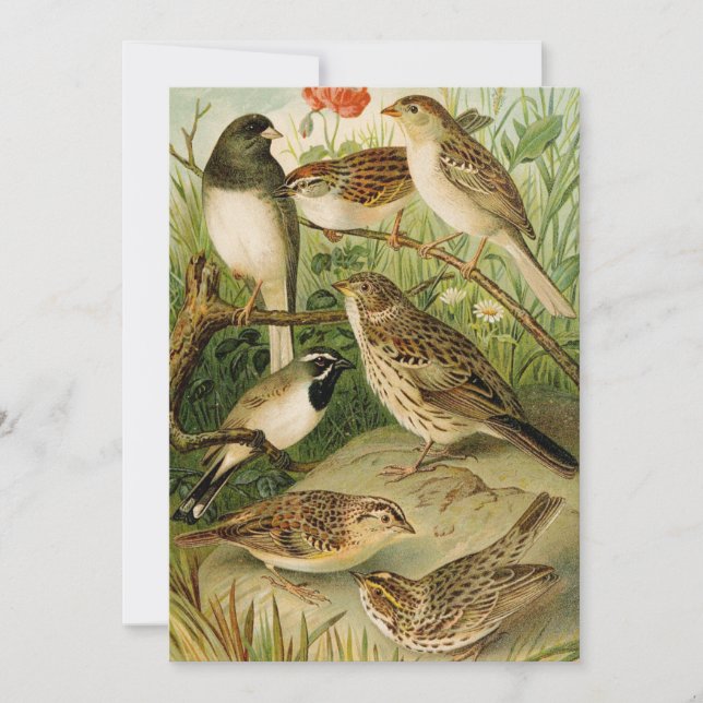 Carte Oiseaux nord-américains | Tzel Gustav Mü (Devant)