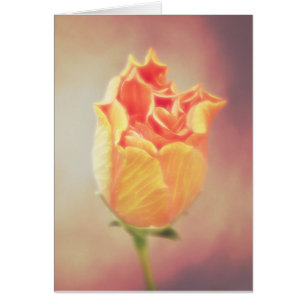 Carte Orange Hibiscus Flower Bloom