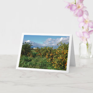 Carte Orange Orchard, Valence, Espagne