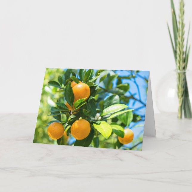 Carte Oranger fruitier (Devant)