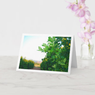 Carte Oranges vertes dans l'arbre