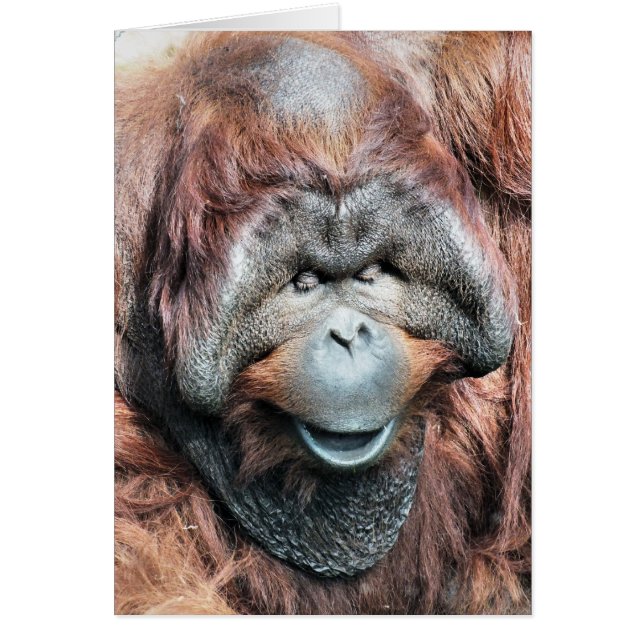 carte ORANGUTAN (Devant)
