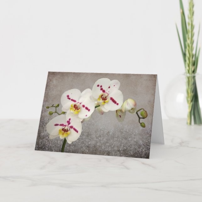 Carte Orchidée blanche (Devant)