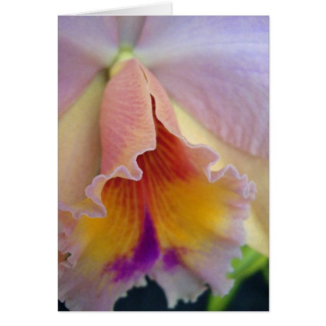 Carte orchidée Cattleya (Devant)