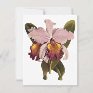 Carte Orchidée Cattleya Violette Vintage, Fleurs Tropica