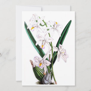 Carte Orchidée Laelia Albida, var Rosea