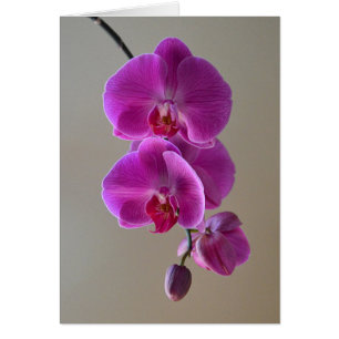 Carte orchidée Violet Phalaenopsis