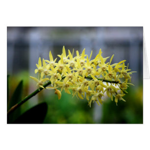 Carte Orchidées Jaunes