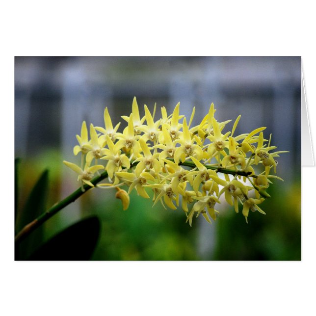 Carte Orchidées Jaunes (Devant horizontal)