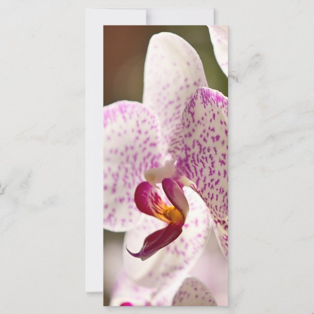 Carte Orchidées par Shirley Taylor (Devant)