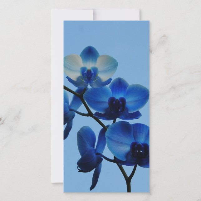 Carte Ordhidée bleue (Devant)