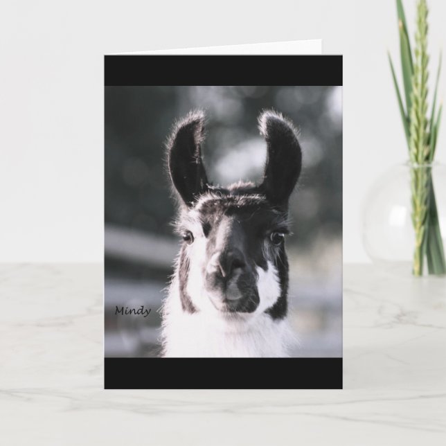 Carte Oreilles de lama (Devant)