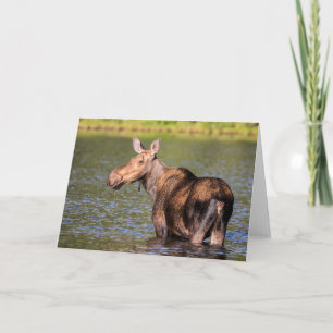 Carte Orignal se nourrissant dans le parc national de Gl