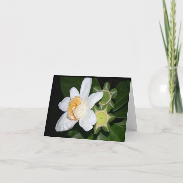 Carte OSA : Gustavia brachycarpa (Devant)