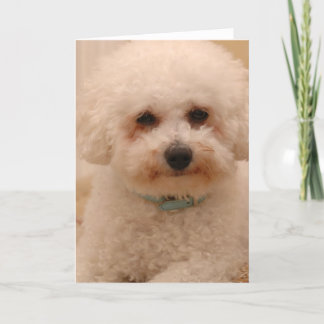 Carte Oscar le Bichon Frise