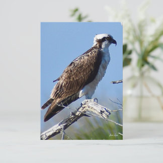 Carte Osprey