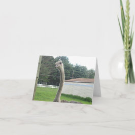 Carte Ostrich
